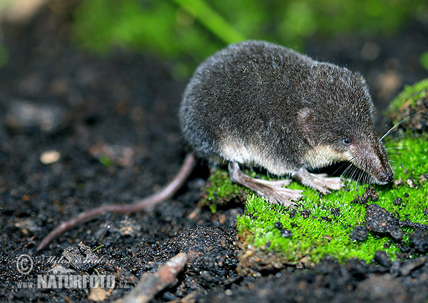 Waterspitsmuis