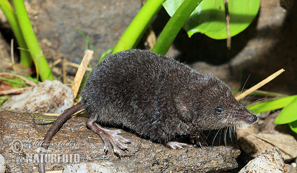 Waterspitsmuis