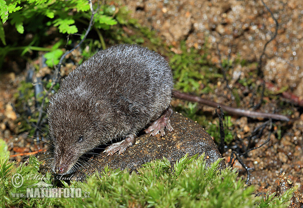 Waterspitsmuis