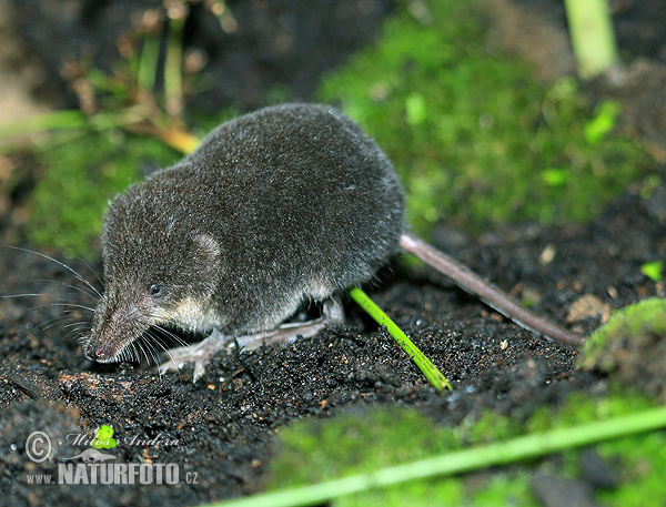 Waterspitsmuis