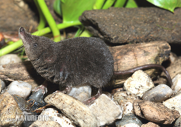 Waterspitsmuis