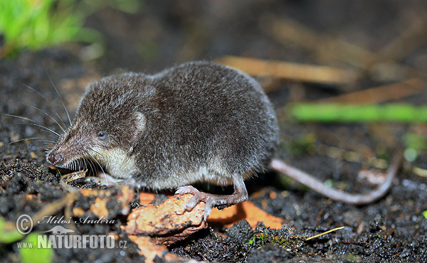 Waterspitsmuis