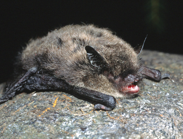 Whiskerd Bat (Myotis mystacinus)