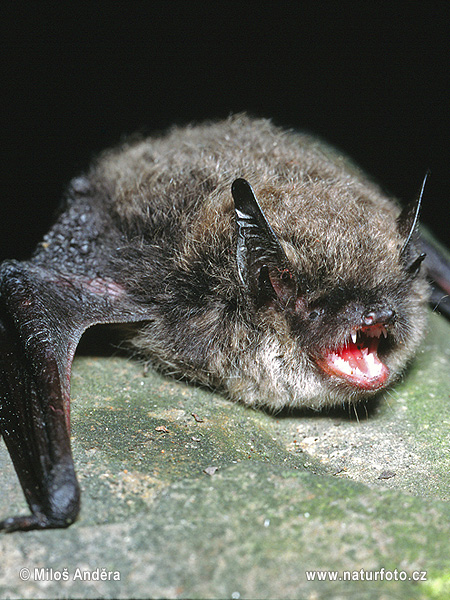 Whiskerd Bat (Myotis mystacinus)