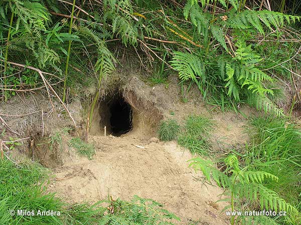 Wild Rabbit, burrow (Oryctolagus cuniculus)