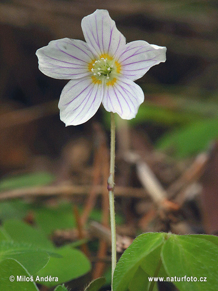 Witte klaverzuring