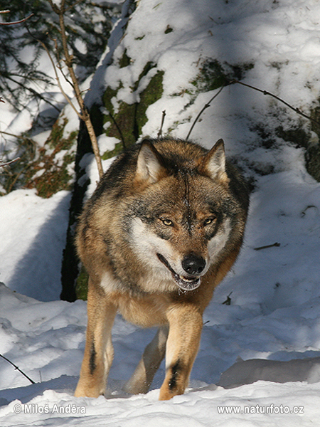 Wolf