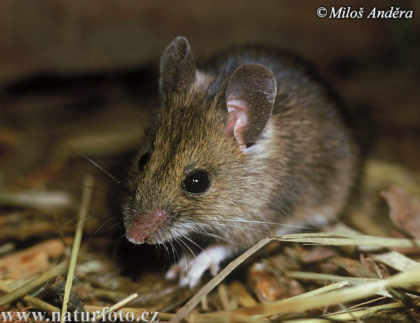 Wood Mouse, (Apodemus sylvaticus)