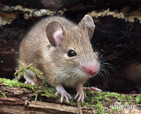 Wood Mouse, (Apodemus sylvaticus)
