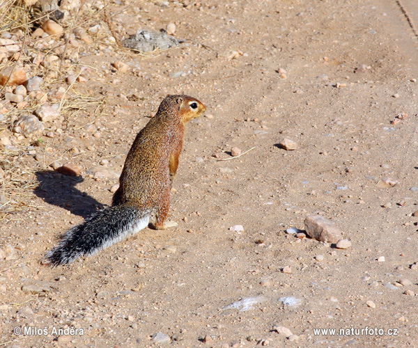 Xerus rutilus