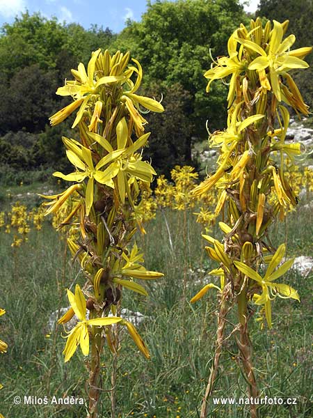 Yellow Asphodel (Asphodeline lutea)