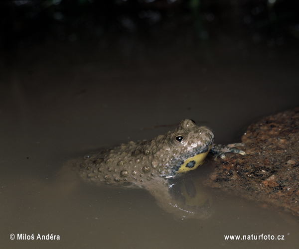 Yellow-bellied toad