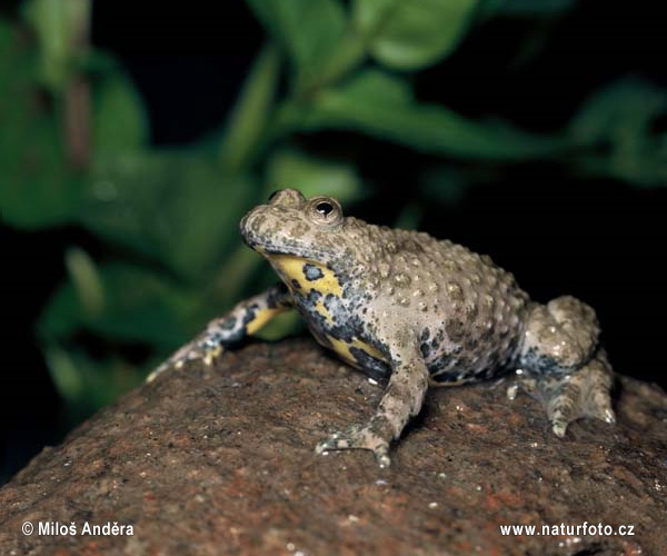 Yellow-bellied toad