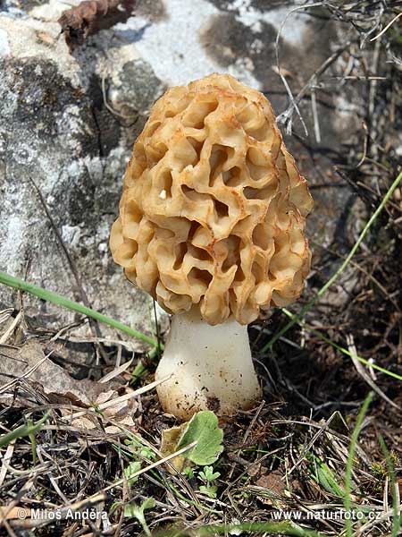 Yellow Morel Mushroom (Morchella esculenta)