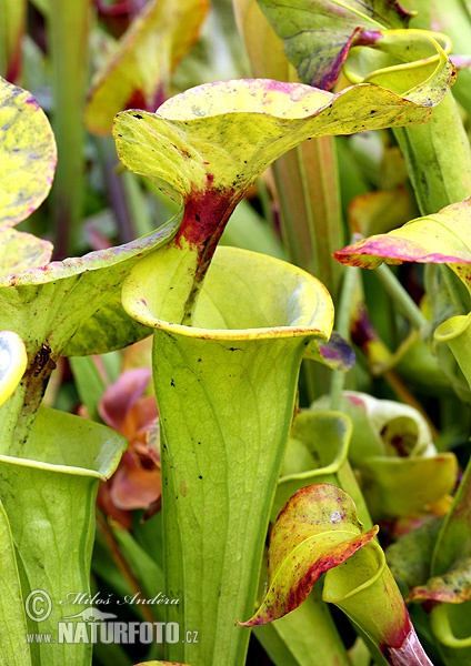 Yellow pitcher plant (Sarracenia flava)