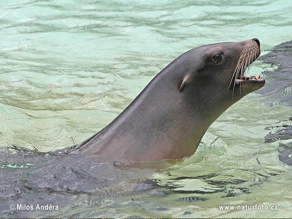 Zalophus californianus