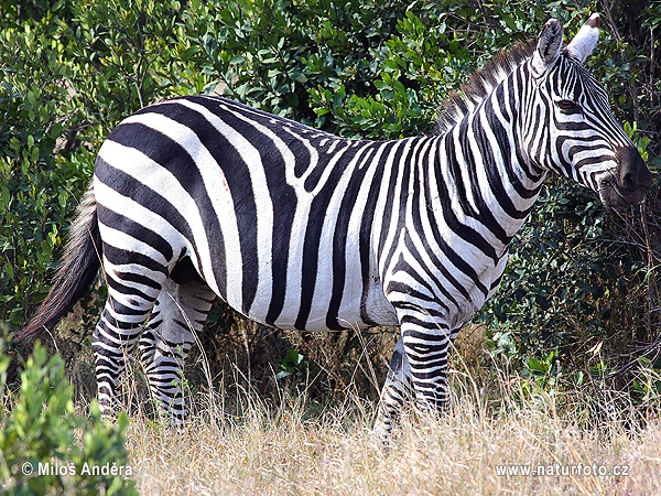 Zebra di Grant