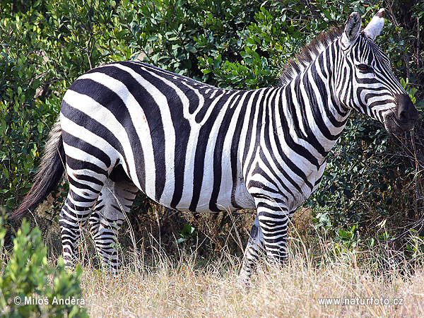Zebra równikowa