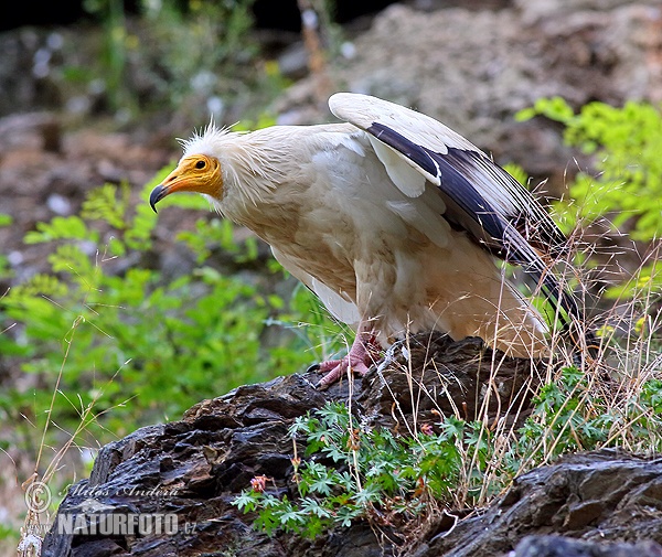 सफ़ेद गिद्ध