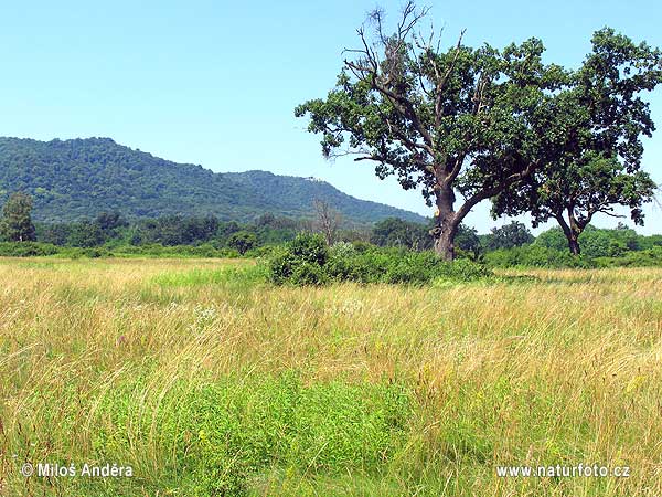 அங்கேரி