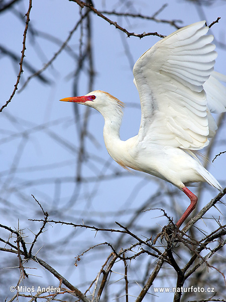 アマサギ