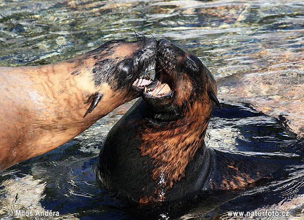 Бор далайн хав