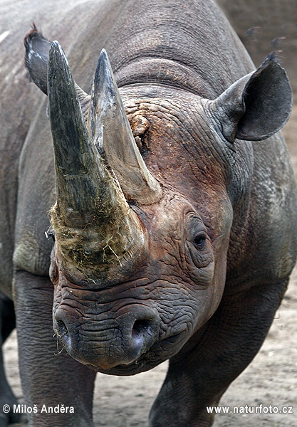 Црн носорог