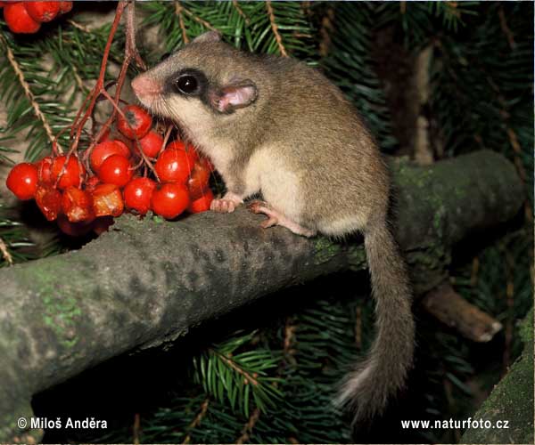 Соня лісова