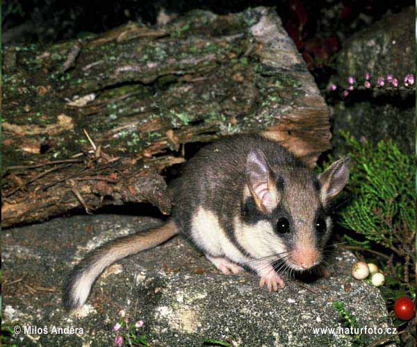 �оня садовая