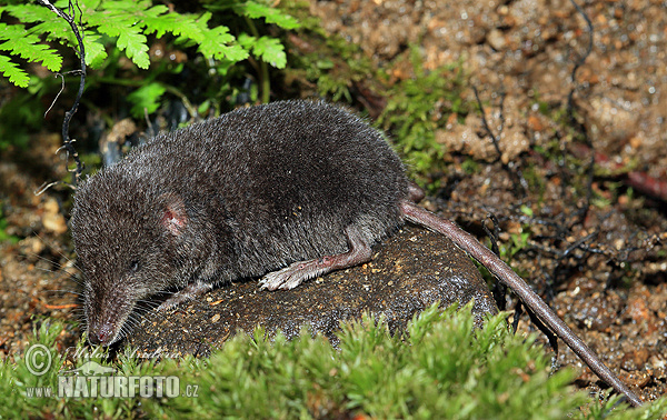 �оляма водна земеровка