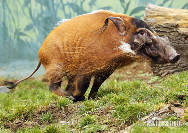 لال دریا ہوگ