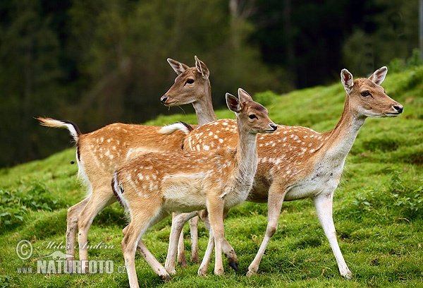 أيل أسمر أوروبي