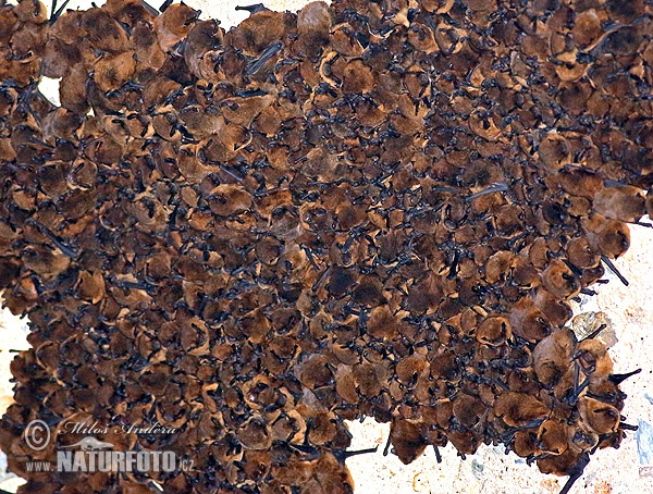 Нетопир карлик