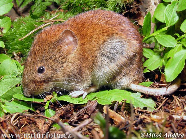 �ъждива горска полевка