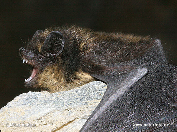 �ажанок паўночны