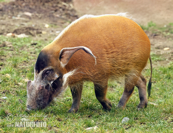 �еткоуха свиня