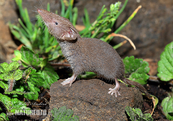 زباب أصغر أبيض الأسنان