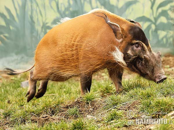 Кистеухая свинья