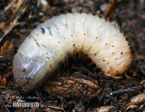 �نافس جعل الأزهار