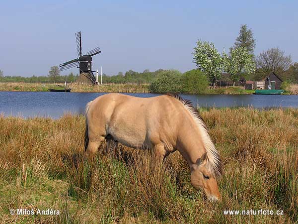 Голландия историческая область