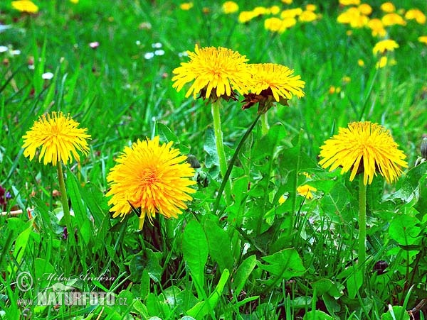 Одуванчик лекарственный