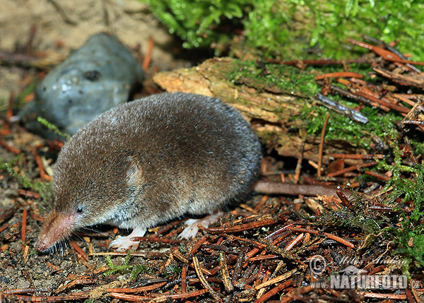 Обикновена кафявозъбка