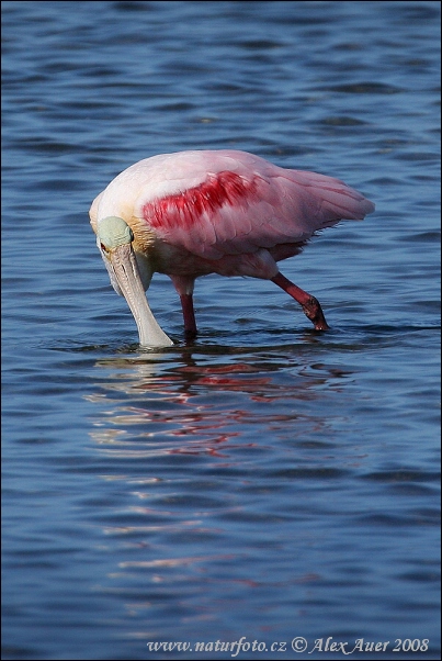 ベニヘラサギ 写真