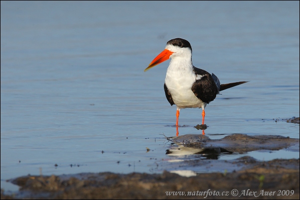 Африканский водорез