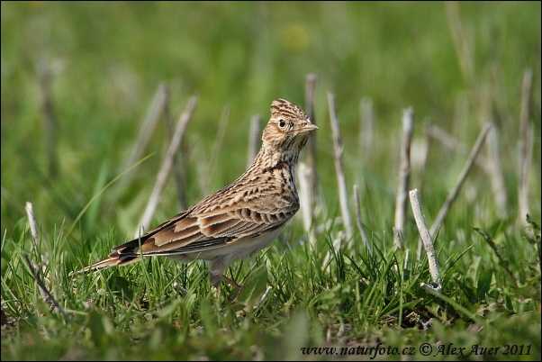 چکاوک آسمانی