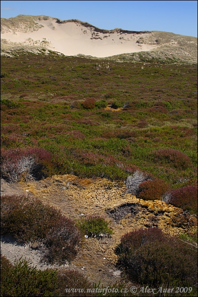 Գերմանիա