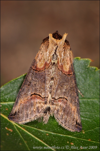 Abrostola asclepiadis