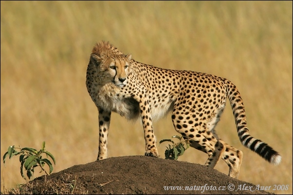 Acinonyx jubatus