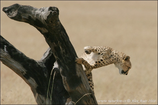 Acinonyx jubatus