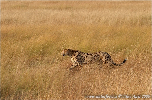 Acinonyx jubatus Pictures, Cheetah Images, Nature Wildlife Photos